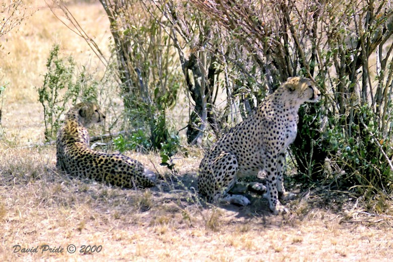 Maasai Mara Cheetah