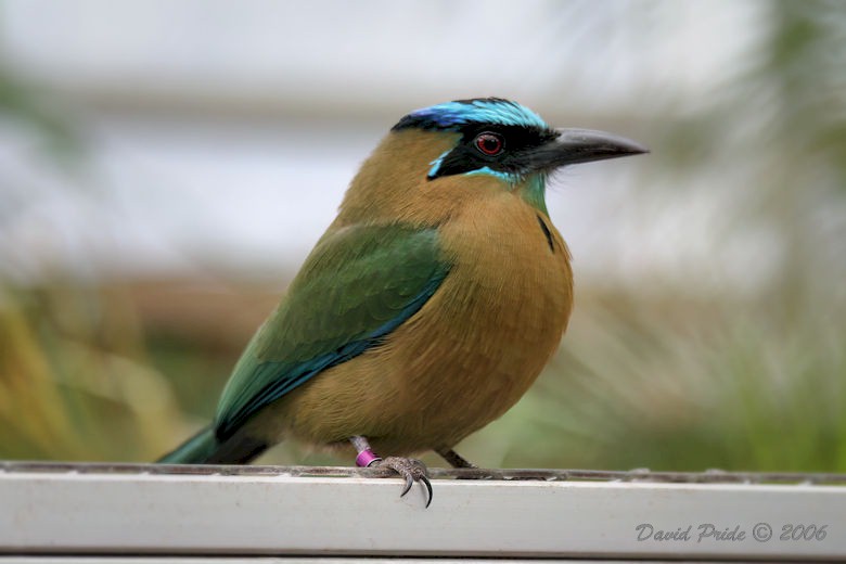 Blue-crowned Motmot