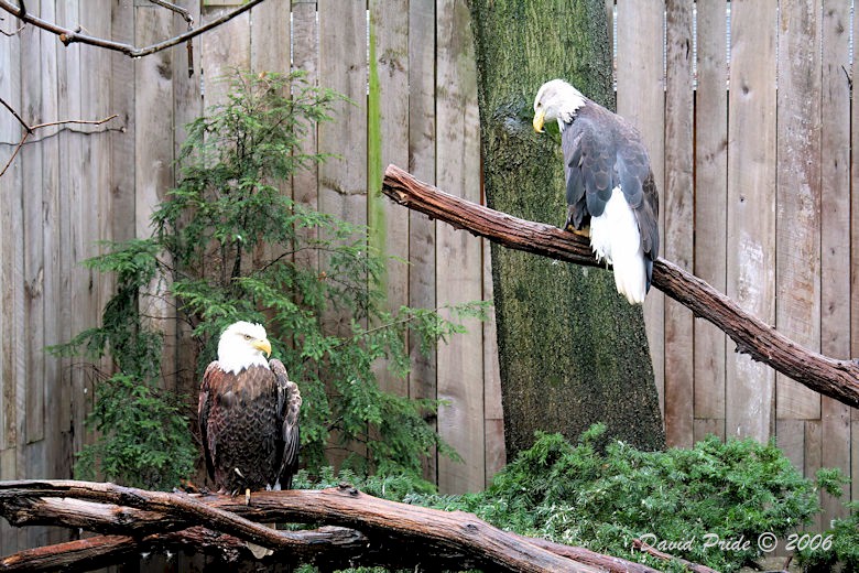 Bald Eagles