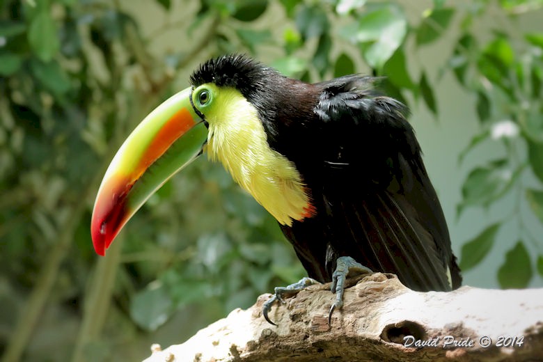 Keel-billed Toucan